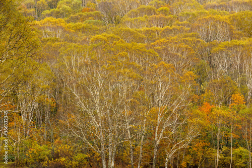 高原の紅葉