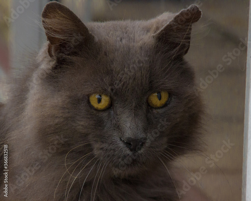 Gato
