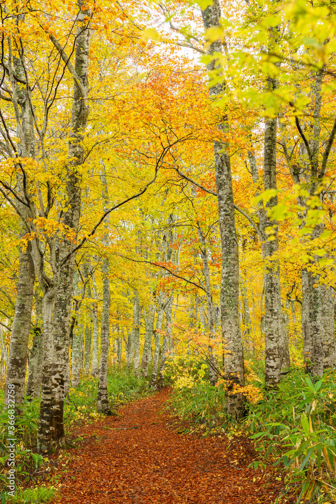 Fototapeta premium 黄葉のブナの森