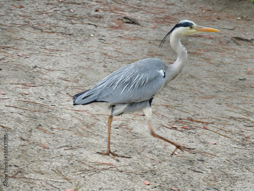 The grey heron  Ardea cinerea  is a long-legged predatory wading bird of the heron family  Ardeidae  native throughout temperate Europe and Asia and also parts of Africa.