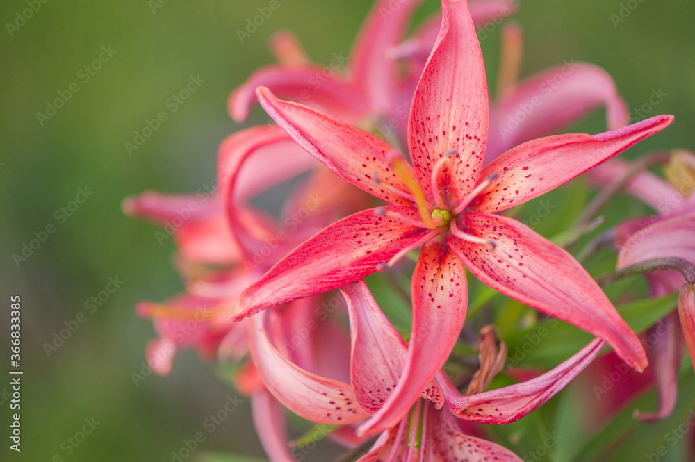 Close up of pink tiger lily on green background, selective focus Close up of pink tiger lily on green background, selective focus