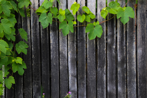 Vine leaves on a backward wood fence