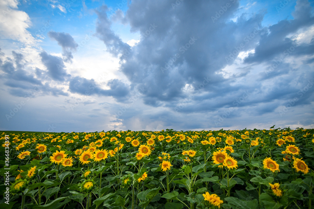 Endless field of sunflowers on stormy blue sky background ar sunset