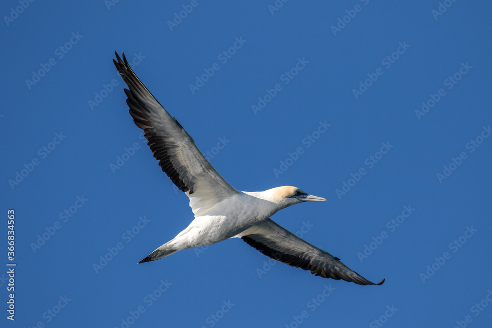Australasian Gannet in flight against blue sky