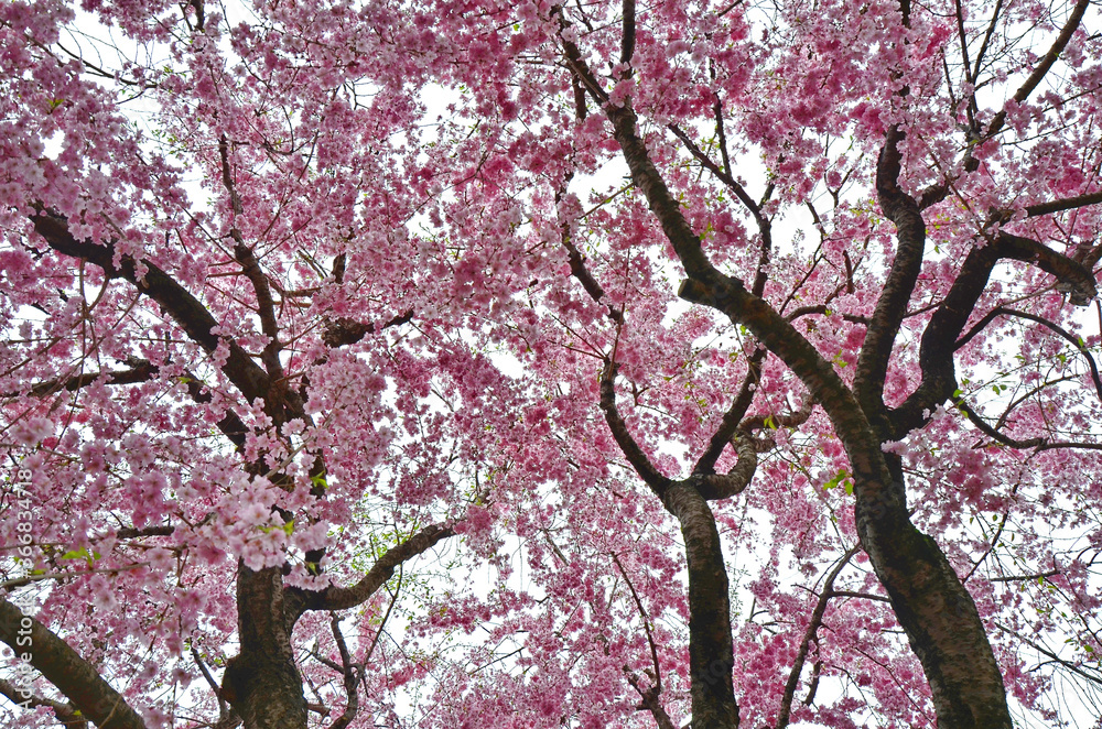 Cherry blossoms in Maizuru Park, Fukuoka city, Japan. Cherry blossoms in Maizuru Park, Fukuoka city, Japan.
