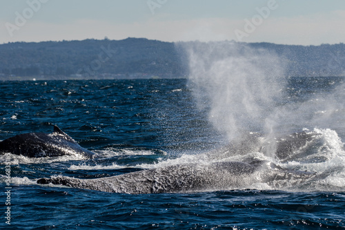 Humpback Whales expelling air and water