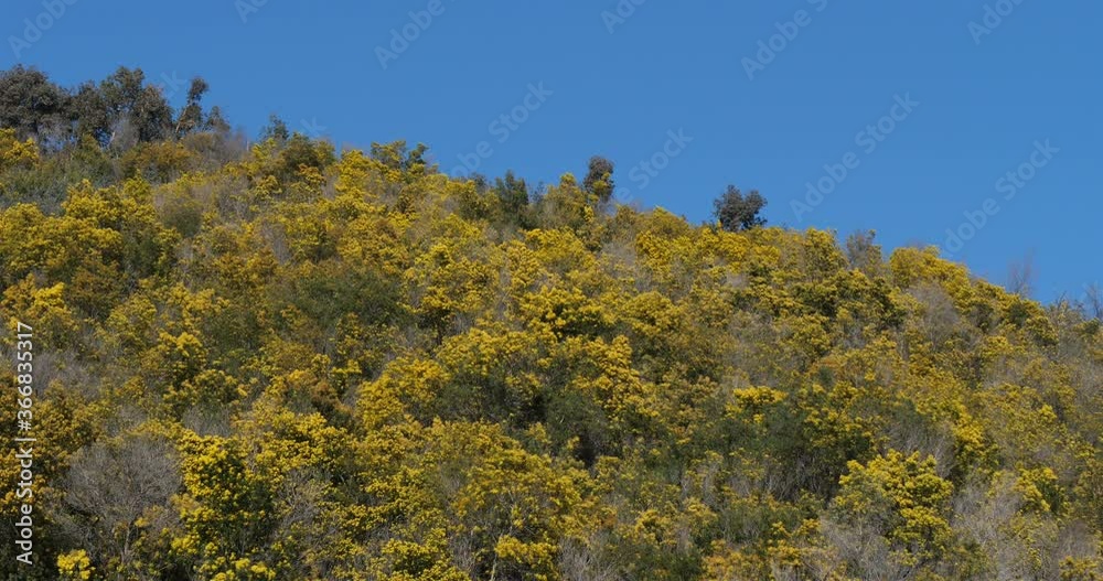 Acacia dealbata, known as silver wattle, Provence, France Acacia dealbata, known as silver wattle, Provence, France