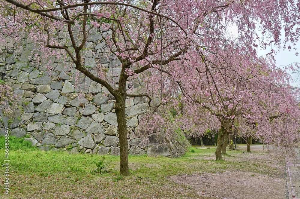 The ruins of Fukuoka Castle are located in Maizuru Park, named after the castle's alias, Maizuru Castle, built in 1603. Fukuoka, Japan, 04-07-2015 The ruins of Fukuoka Castle are located in Maizuru Park, named after the castle's alias, Maizuru Castle, built in 1603. Fukuoka, Japan, 04-07-2015