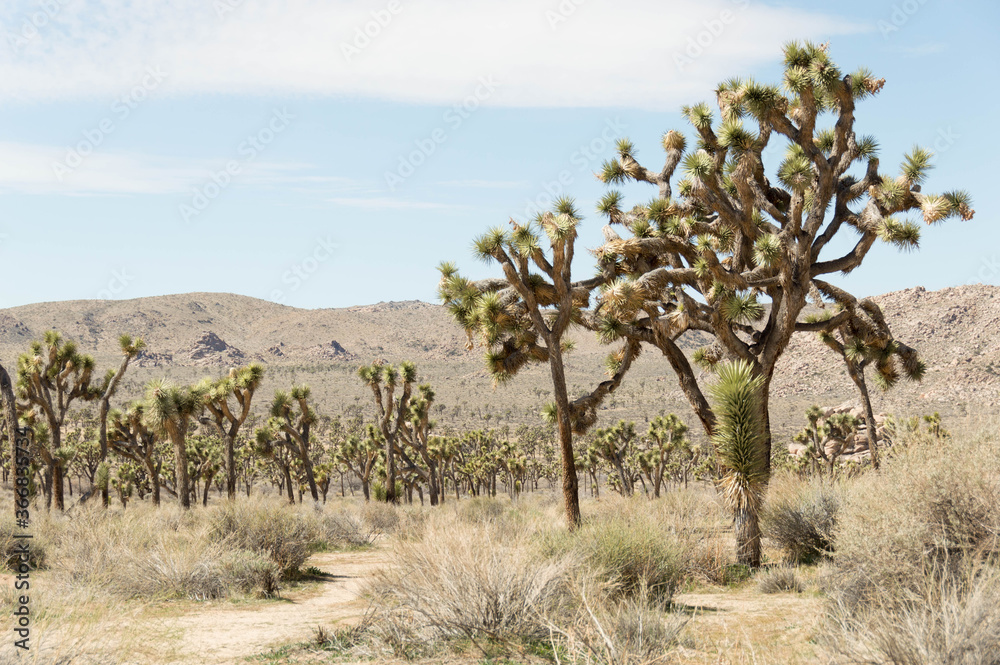 Joshua tree national park Joshua tree national park