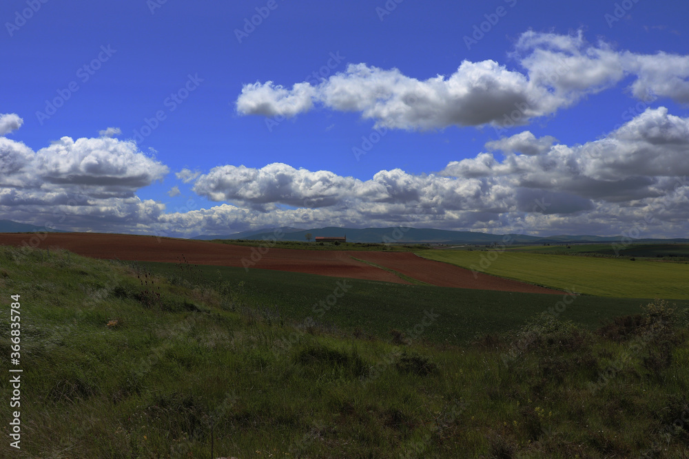 Fototapeta premium Field