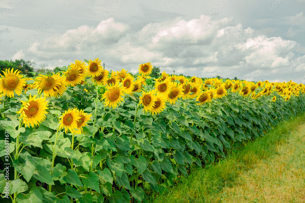 Obraz premium sunflowers in the field. sunflower summer landscape. sky, field, flowers. fruitful summer. harvesting. agricultural work