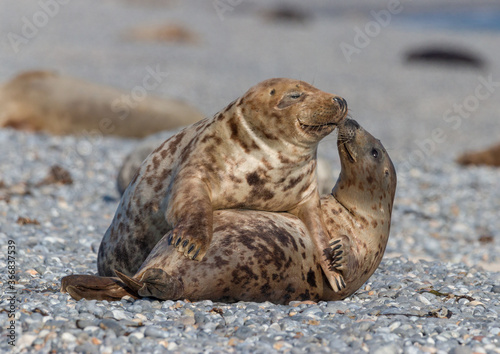 Kegelrobben-Pärchen - Helgoland