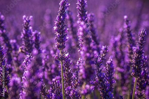 Famous lavender fields in France Provence - travel photography