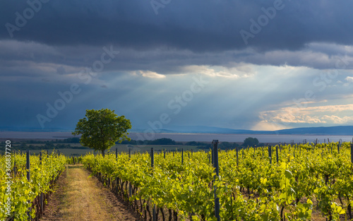 Neusiedlersee