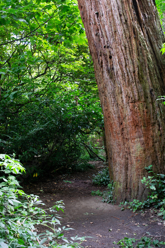 Hidden entrance behind a giant old tree