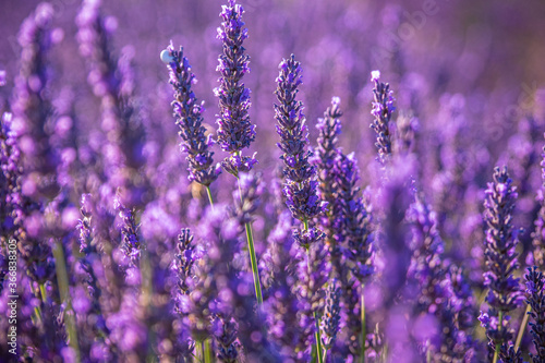 Fototapeta Naklejka Na Ścianę i Meble -  Famous lavender fields in France Provence - travel photography
