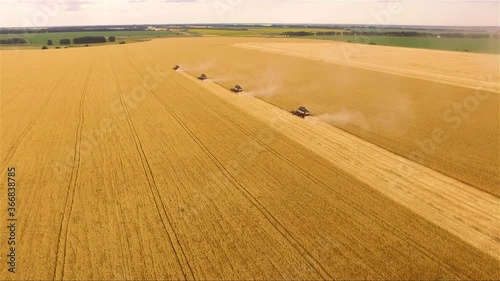 Four harvesters collect grain in a large field. Harvest photo