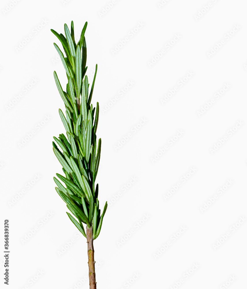 A sprig of Rosemary on a white background A sprig of Rosemary on a white background