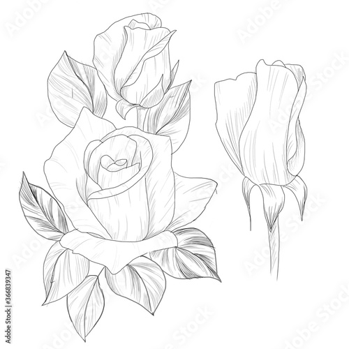 hand drawn rose