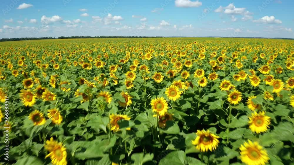 aerial video, low flight of a drone over a field of flowering sunflower aerial video, low flight of a drone over a field of flowering sunflower