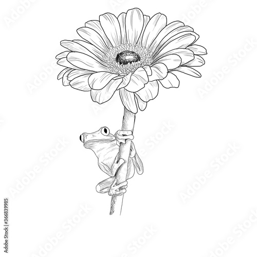 daisy in a hand