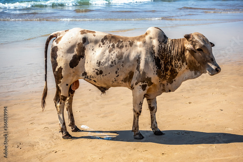 Close view at typical indian holy cow that stands at beach close to sea water. Cow peeing. Sunny day, calm sea, blue skies
