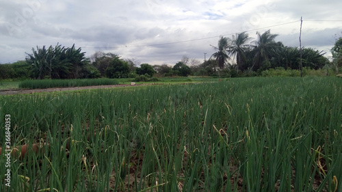 vegetable garden