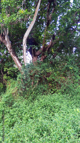 tree in the forest