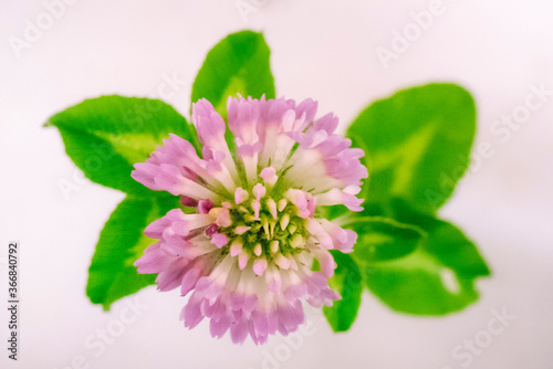 In the kitchen, I photographed the red clover that my wife put in a small glass.