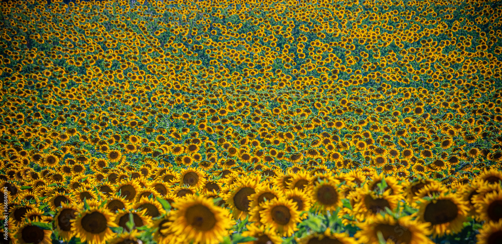 Huge sunflower fields in the Provence France - travel photography Huge sunflower fields in the Provence France - travel photography
