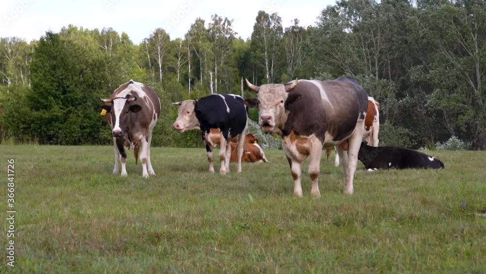 A herd of well-groomed cows and steers graze in a meadow in the woods A herd of well-groomed cows and steers graze in a meadow in the woods