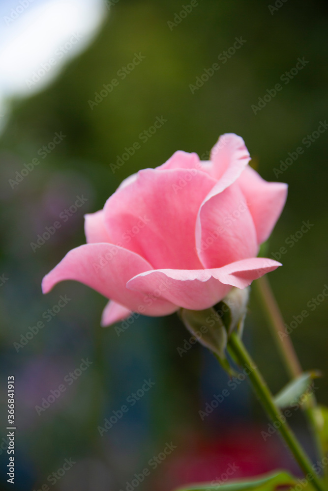 pink rose in garden