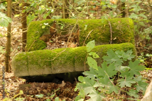 porzucona  stara  kanapa  w  lesie  porasta  mchem