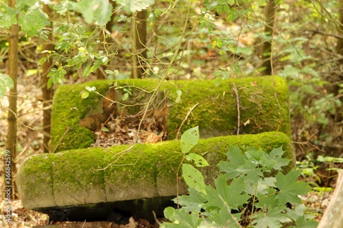 stara kanapa wyrzucona do lasu porośnięta mchem