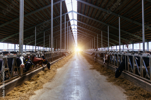 Diary cows in modern free livestock stall