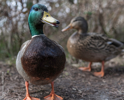 Photo portrait of a mallard duck