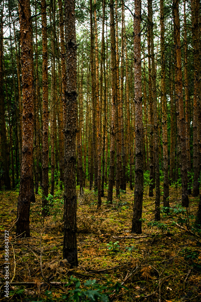 Naklejka premium Forest trees during summer time.