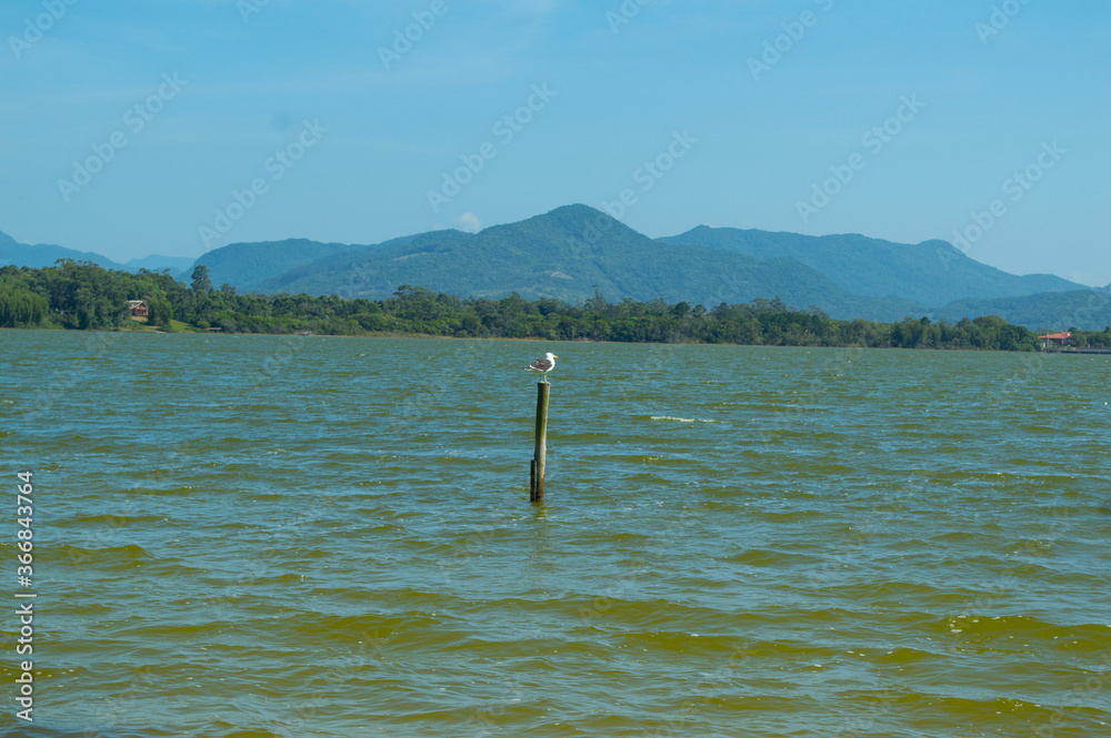 Obraz premium Seagull and shore.