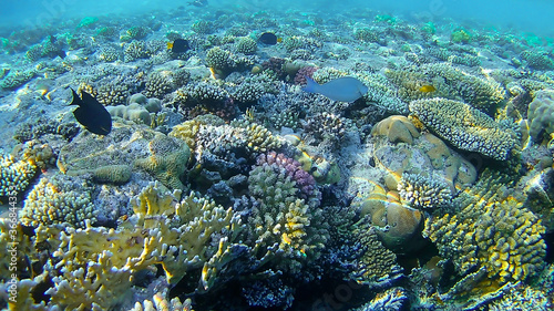 underwater world, colored corals and fish, marine inhabitants of the Red Sea