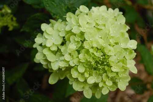 little lime hydrangea