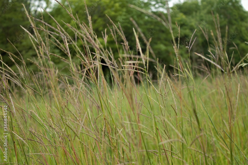 grass in the wind grass in the wind