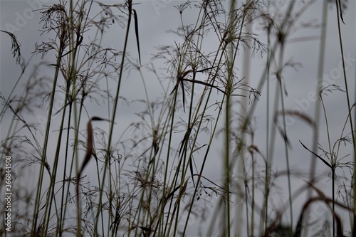 reeds on a cloudy day