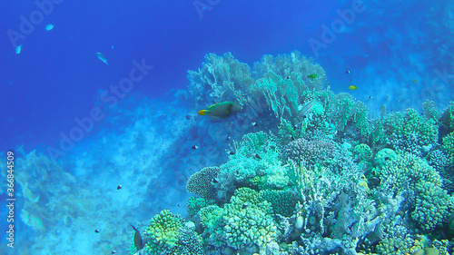 underwater world, colored corals and fish, marine inhabitants of the Red Sea