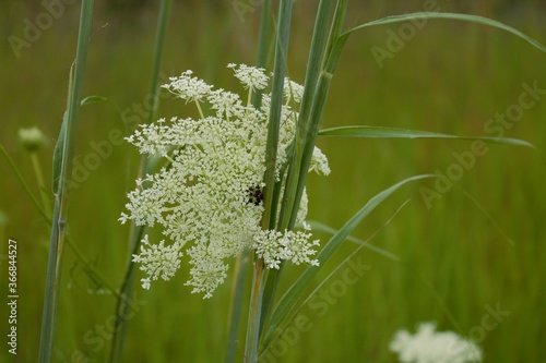 Queen Anne's Lace