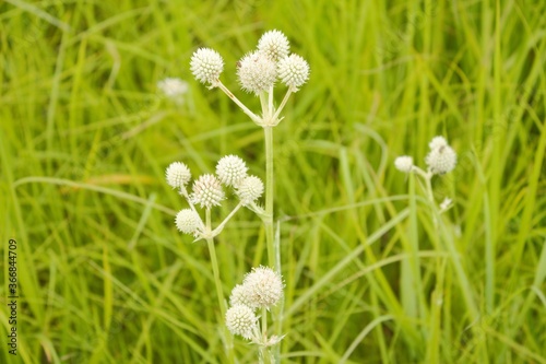 white thistles in the grass