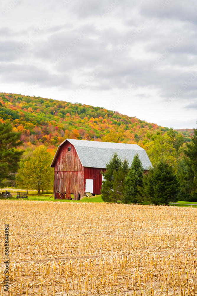 A Red Barn in front of a hill with hardwood trees showing autumn fall colors in the Finger Lakes Region of Upper New York A Red Barn in front of a hill with hardwood trees showing autumn fall colors in the Finger Lakes Region of Upper New York