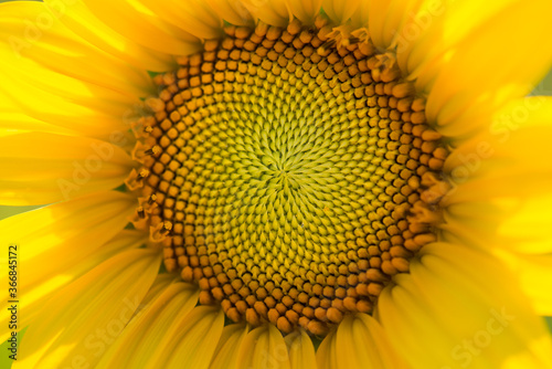 Bright yellow closeup of the center of a sunflower.