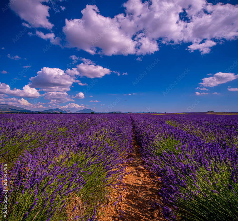 Naklejka premium The lavender fields of Valensole Provence in France - travel photography