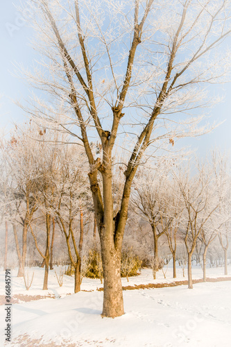 Large leafless tree in middle of snow covered field