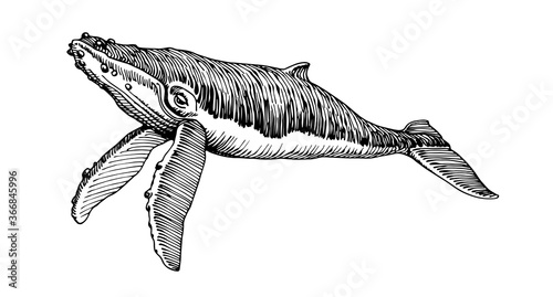 swimming giant humpback whale, for logo or emblem, sketch, engraving, vector illustration with black ink lines isolated on a white background in a hand drawn style